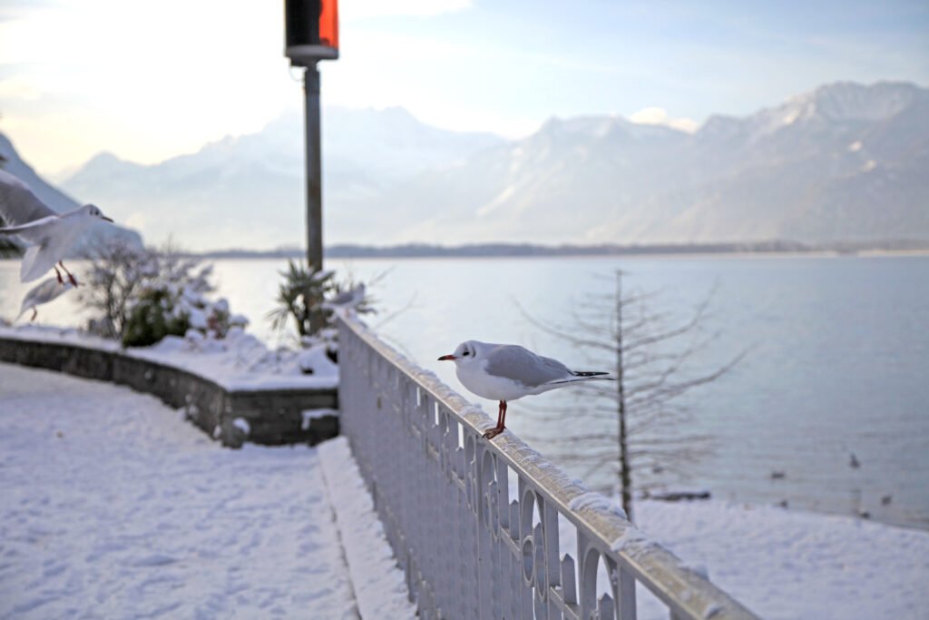 Mouettes sur les quais de Montreux