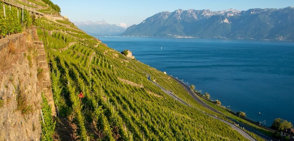 Producteurs locaux du canton de Vaud : où acheter fromages, vins et charcuteries en circuit court