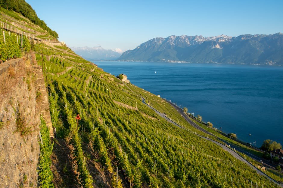 Producteurs locaux du canton de Vaud : où acheter fromages, vins et charcuteries en circuit court