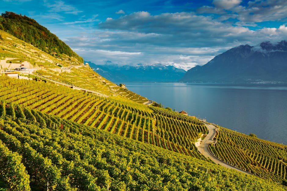 Vignobles en terrasses de Lavaux avec vue sur le lac Leman