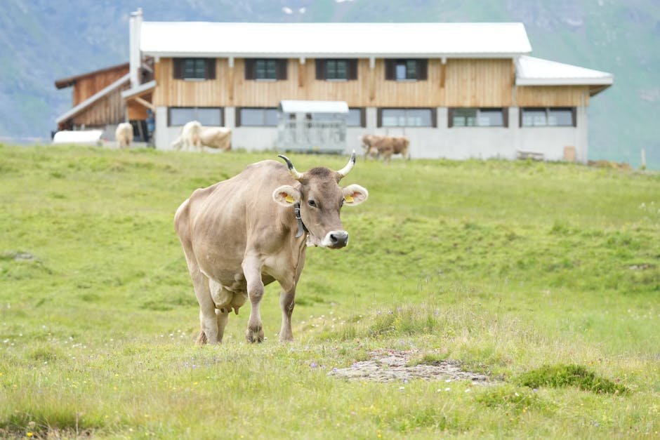 Vache de race brune dans un pâturage verdoyant près d'une ferme suisse