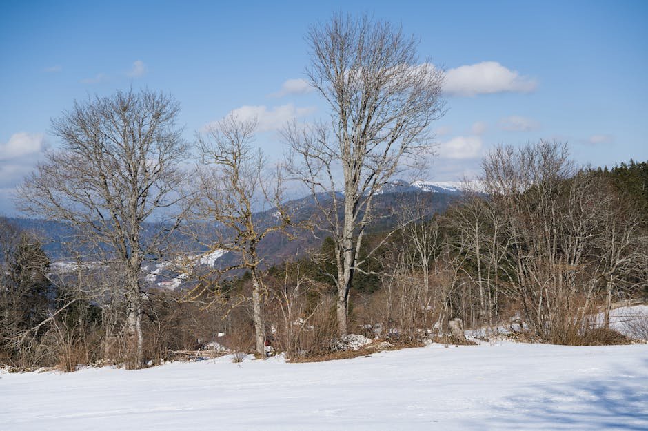 Paysage hivernal du Jura vaudois avec arbres nus et sommets enneiges en arriere-plan