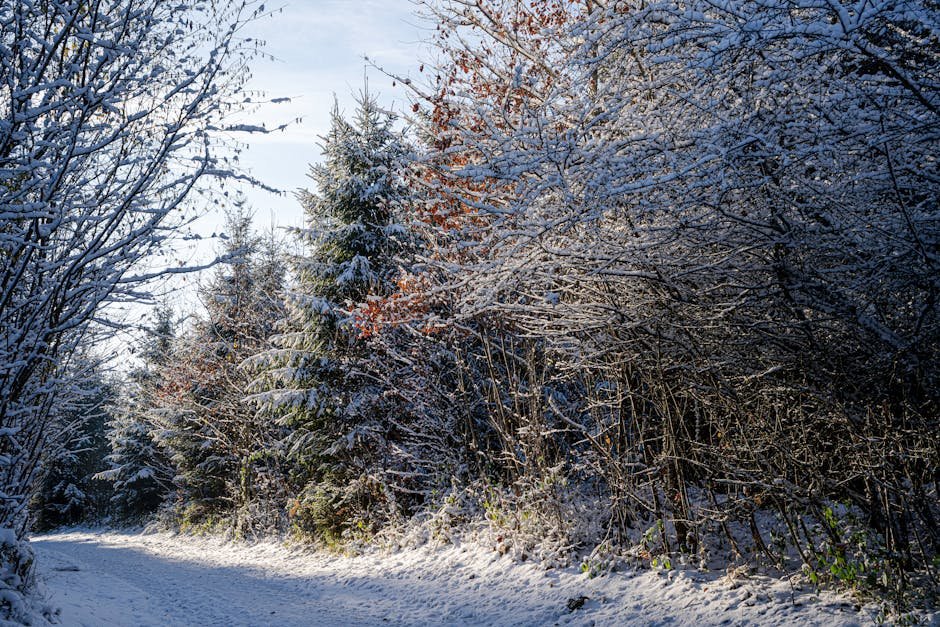Chemin forestier recouvert de neige en montagne suisse