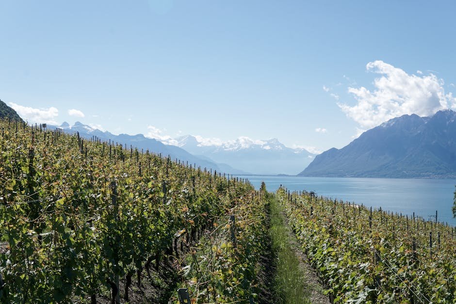Vignoble en terrasses avec vue sur le lac Leman par temps ensoleille
